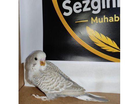 Ele alıştırmalık konuşturmalık kuşlar mevcuttur