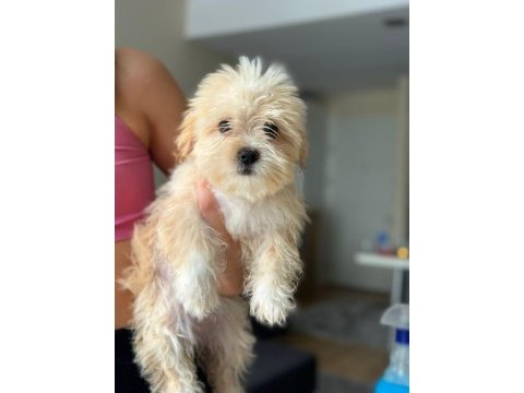 Poodle dan farksız maltipoo