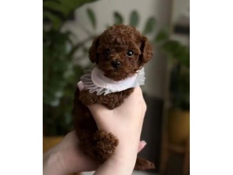 Podyum güzeli poodle