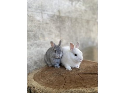 Cüce tavşan burdur