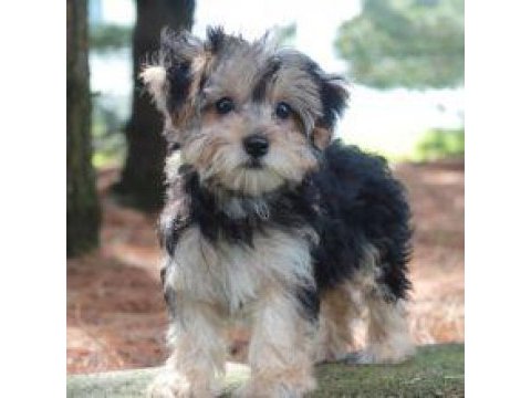 Morkie yavrularımızı canlı görerek alabilirsiniz
