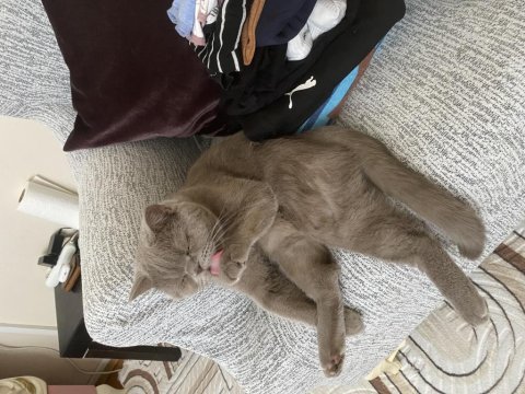 British shorthair ücretsiz sahiplendirme