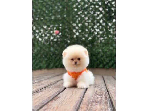 Birbirinden güzel ve sevimli pomeranian yavrularımız