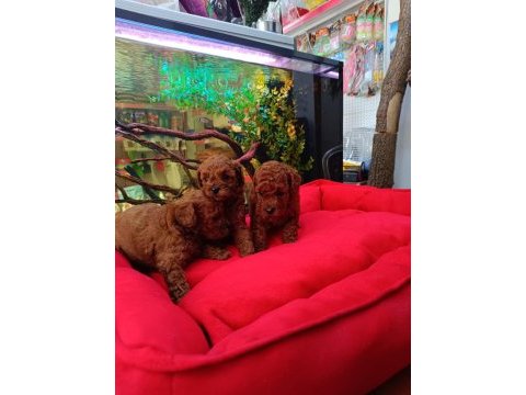 Kore red brown safkan toy poodle yavrular