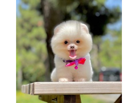Bizimle görüşmeden pomeranian sahiplenme