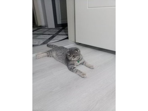 4 aylık yavru scottish fold kırık kulak tüm malzemeleri ile