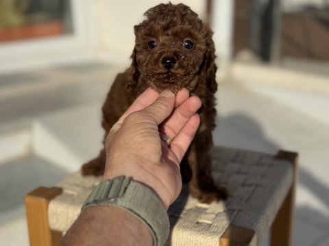 Petmode köpek çiftliğinden tea cup kore poodle 