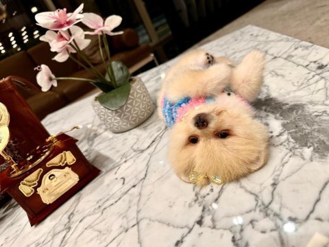 Prenses pomeranian kızımız mia