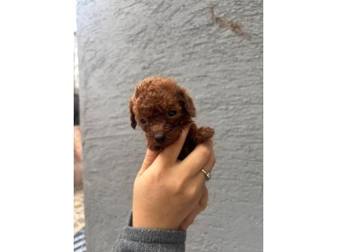 Kaliteli toy / kore poodle bebekler