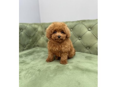 Toy garantili dişi red brown toy poodle yavrularımız
