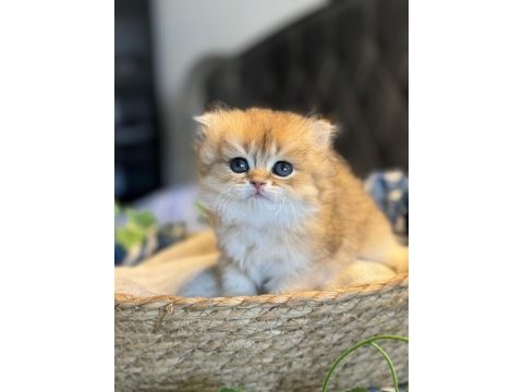 Yüksek kalite golden british longhair kedimiz