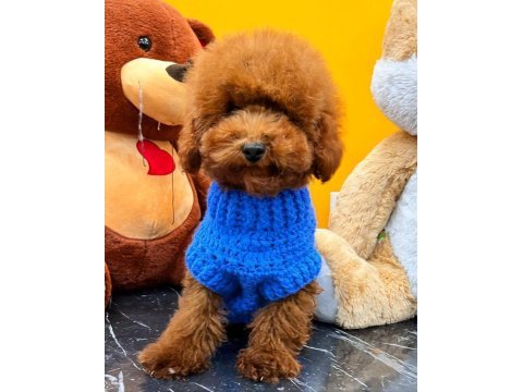 Maltipoo dişi ve erkek yavrularımız