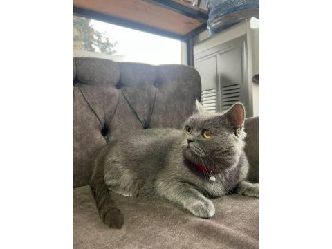 Ücretsiz sahiplendirme dişi british shorthair