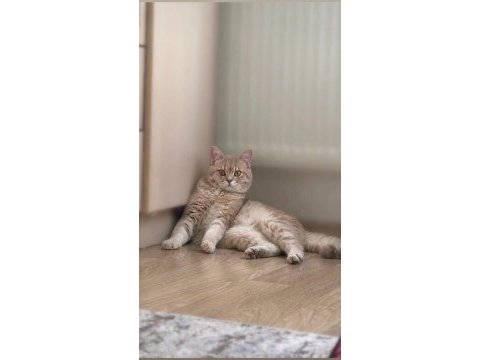 British shorthair prensimizi sahiplendirmek istiyoruz