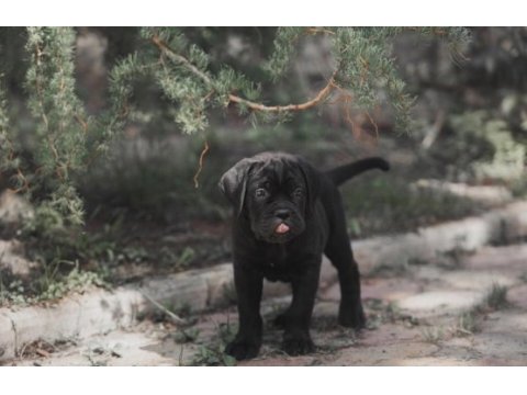 2 aylık safkan cane corso yavrularım