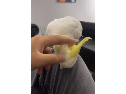 Evcil konuşan çok güzel erkek kakadu