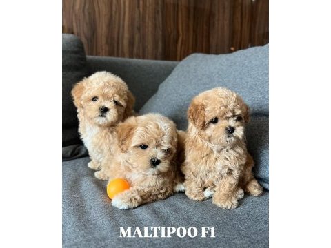 Maltipoo yavrular bakanlık onaylı satış sözleşmesi ile