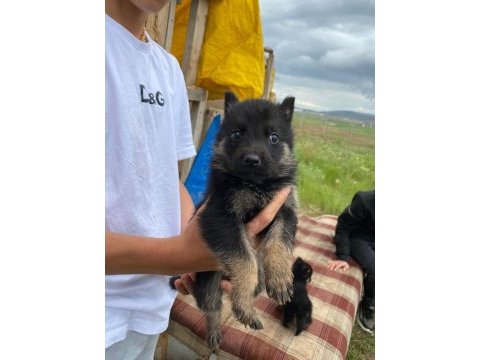 Safkan alman kurdu yavrular