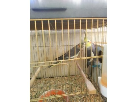 Üst kalite sultan papağanı