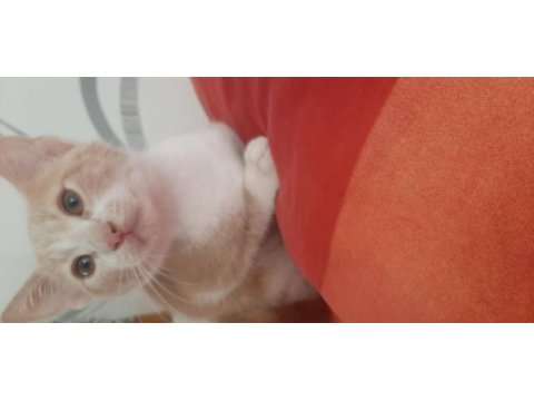 Sarman latte oğluşumuzun ömürlük ailesi olmak ister misiniz