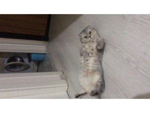 Scottish fold silver