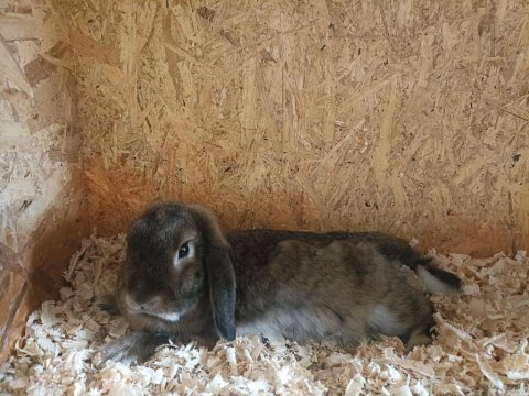Hamile mini lop tavşan dişi