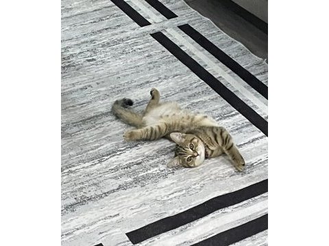 2 haziran doğumlu british shorthair yavru