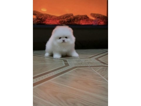 Teddy bear kar beyaz pomeranian boo üst kalite