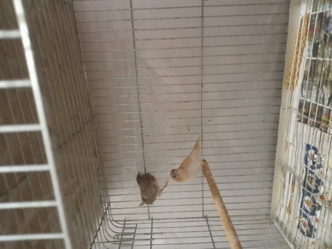 Bengal ispinozu çifti sahiplendirme