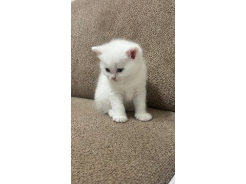 Scottish fold