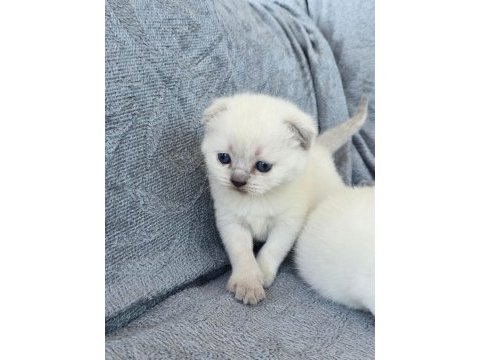 Safkan scottish fold blue point mavi gözlü erkek ve dişi