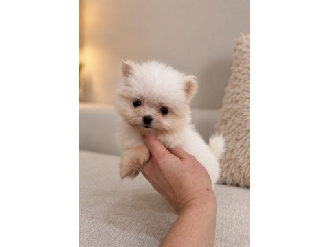 Micro mini boy üst düzey biblo pomeranian boo