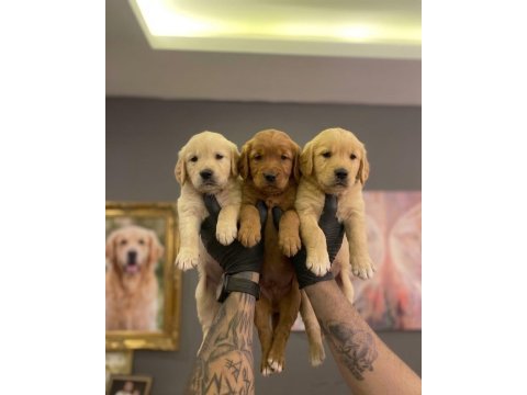 Safkan golden retriever yavruları