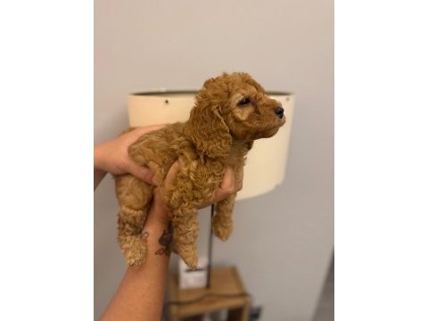 Toy poodle yavruları ırk sağlık garantili