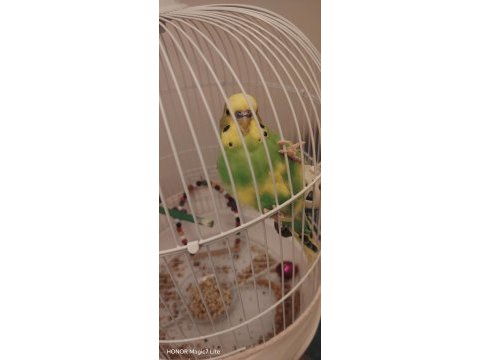 2 yaşında erkek muhabbet kuşu