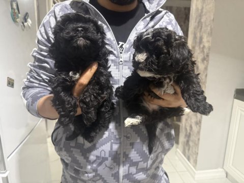 Maltipoo yavruları 2 aylık