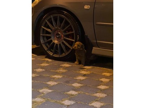 A kalite dişi erkek toy poodle aşıları tam