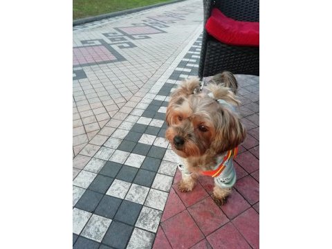 Yorkshire terrier aşıları kimliği her şeyi tam