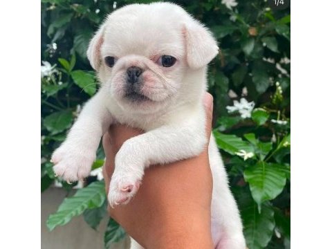 Albino pug nadir cins