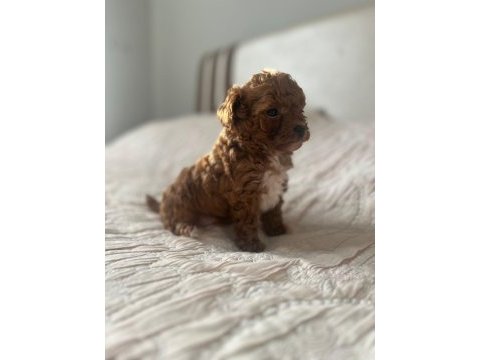 A kalite particolor poodle