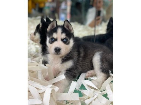 A + sibirya kurdu husky yavrular erkek - dişi