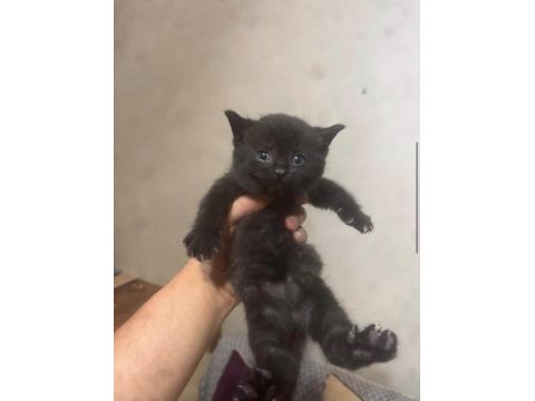 British shorthair yavrular