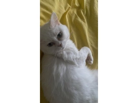 1 yaşında kısırlaştırılmış erkek british shorthair