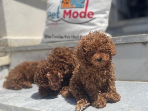 Ankranın en seçkin redbrown toy poodle yavruları