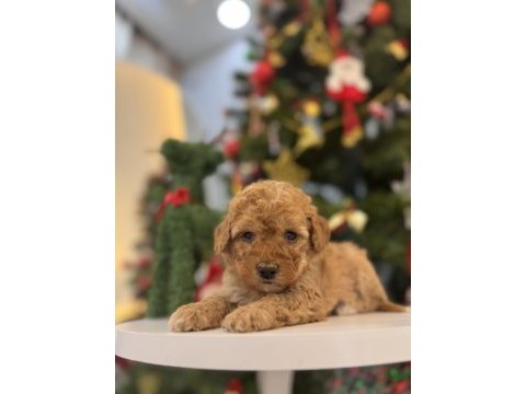 Minik maltipoo bebeklerim
