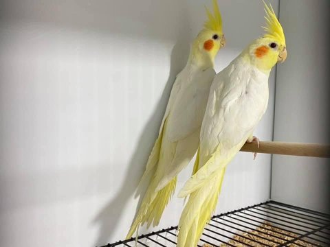 Yavru garantili sultan papağanı çiftler