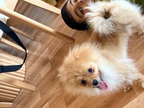 Tüm aşıları yapılı ve tuvalet eğitimli 5 aylık pomeranian