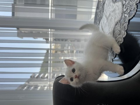 British shorthair scottish