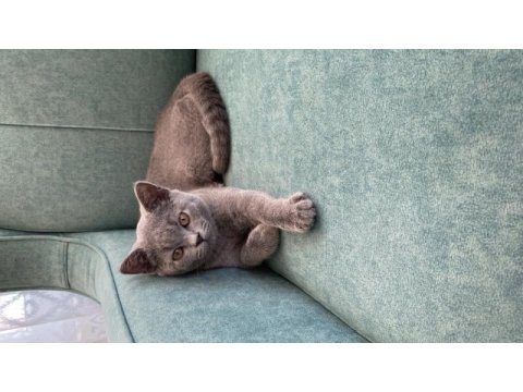 2 aylik erkek british shorthair