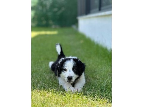 Köpeğimiz leomuza iyi bakacak bir yer arıyoruz